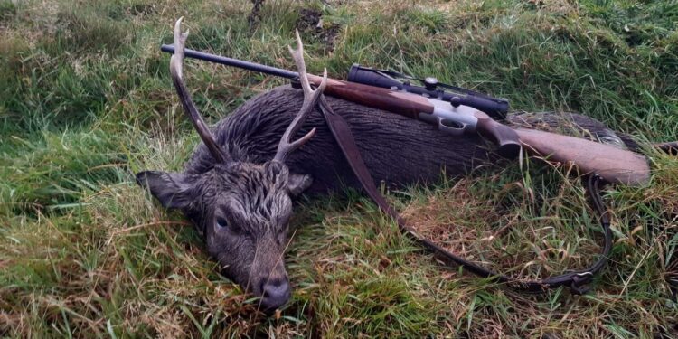 En beretning om Sika jagt i Wicklow Mountains, Irland